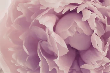 Papier peint photo Pivoines pivoines  © JNT Visual