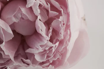 Papier peint photo Pivoines pivoines  © JNT Visual