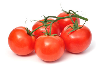 Tomatoes on branch isolated