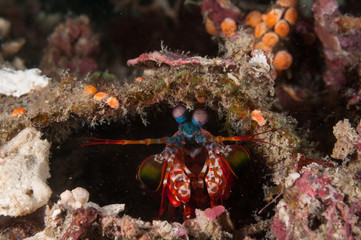 Mantis Shrimp