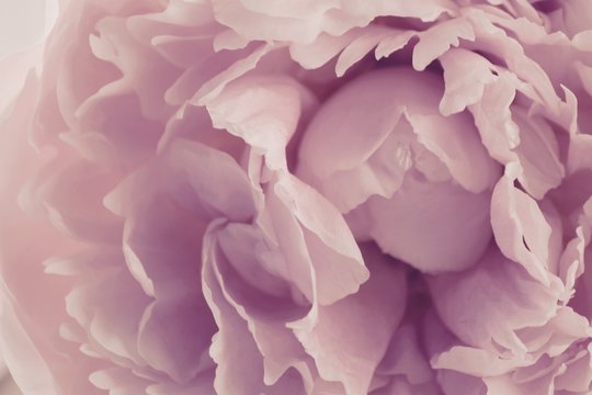 pivoines