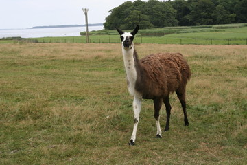 Obraz premium Lama 1