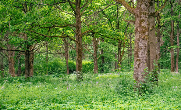 Amazing wilderness woods nature landscape with mighty old oak tree in green forest. Lush summer foliage photography