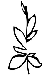 vector sketch of a plant twig and leaves