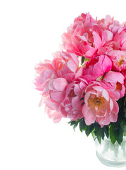 Fresh dark pink peony flowers in glass vase close up isolated on white background