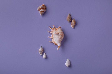 From above shot of summer composition of different seashells on purple background. Top view. Flat lay.