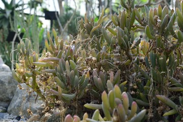 多肉植物オトンナ・クラビフォリア