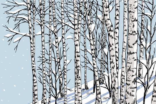  birch grove in the winter