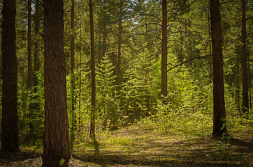 Sunny clearing in the forest on a summer day with shadows from the pine trees