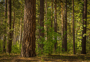 Fototapeta premium Sunny clearing in the forest on a summer day with shadows from the pine trees