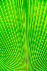 Obraz premium background Green leaf