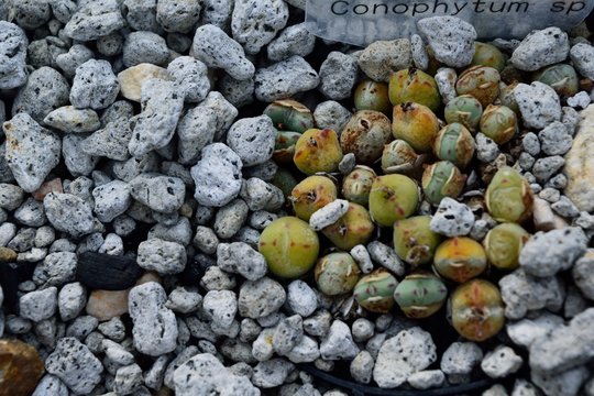 多肉植物 コノフィツム conophytum SP