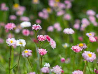 Close-up of flowers of pink and white flowers in the grass