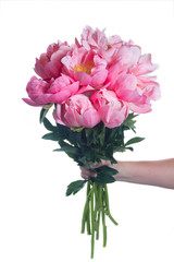 Hand holding one bouquet of pink peony flowers isolated on white background