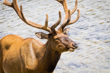 Young Male Elk standing next to Yellowstone Lake in Wyoming