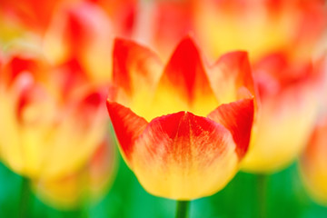 Blazing red and yellow tulip flowers