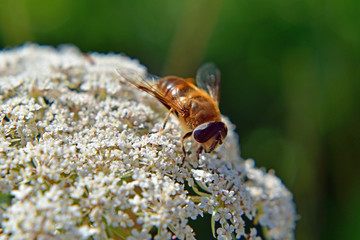 Honeybee and white flower