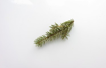 Branch of Christmas tree on white background. Top view. The design element to design web banners, postcards. Christmas, winter pattern.