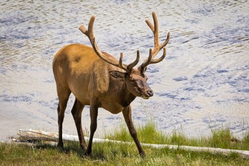 Male Elk standing near Yellostone Lake in Wyoming