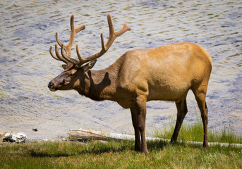 Naklejka na ściany i meble Male Elk Standing next to Yellowstone Lake in Wyoming
