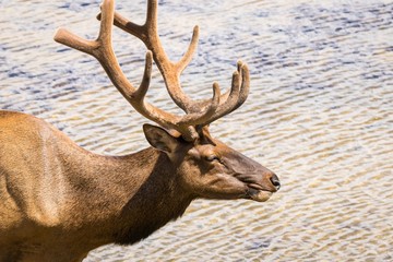 Male Elk / Elk near Yellowstone Lake in Wyoming