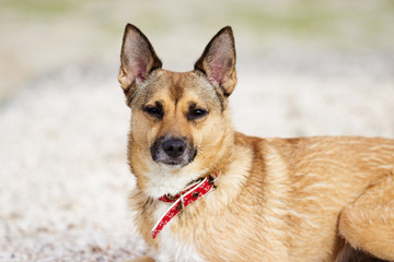 Portrait of a dog on the beach