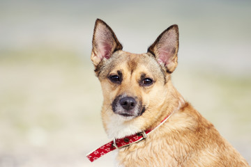 Naklejka na ściany i meble Portrait of a dog on the beach