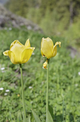 yellow tulips in the forest Alpine