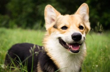 Happy and active purebred Welsh Corgi dog outdoors in the grass on a sunny summer day.