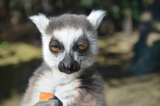 Annoyed Animal Images – Browse 332,269 Stock Photos, Vectors, and Video |  Adobe Stock