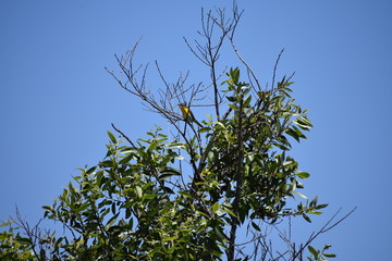 Humming bird in tree