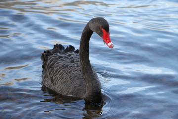 Swan, Lake Rotoiti, New Zealand