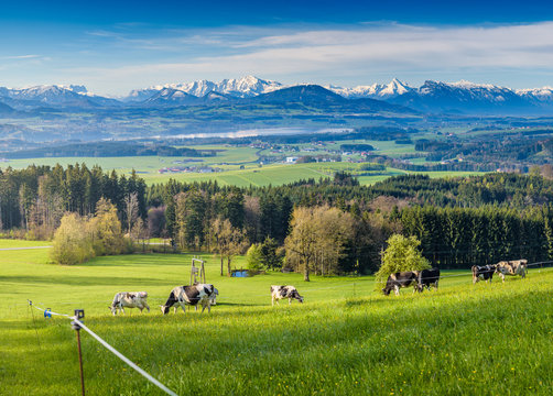Cows grazing on green meadow, in the background the snowy mountains of Bavaria and Salzburger Land