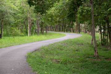 Fototapeta premium Asphalt road in the forest