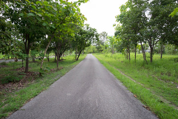 Asphalt road in the forest
