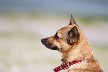 Portrait of a dog on the beach
