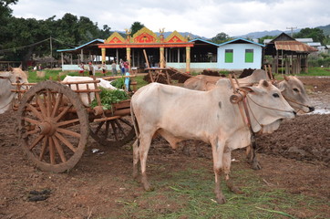 CHARRETTE ET Z&Eacute;BUS VILLAGE D'IN DEIN LAC INLE MYANMAR (Birmanie) 