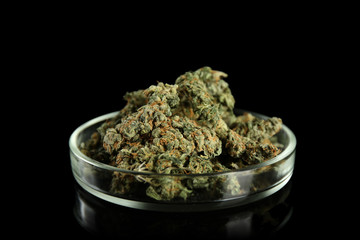 Heap of weed buds in Petri dish on black background