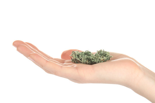 Woman holding weed bud isolated on white