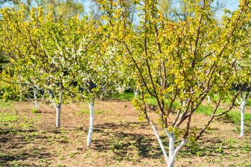Fototapeta na wymiar Orchard with fruit trees in bloom