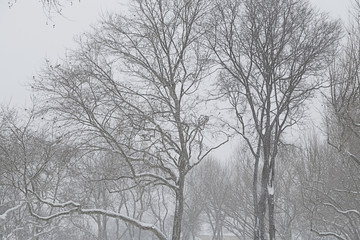 Beautiful winter day in the forest after a fresh snowfall