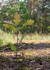 Young oak tree