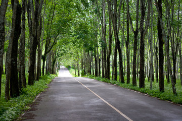 Green tunnel road