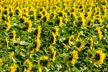 Sunflower field profile