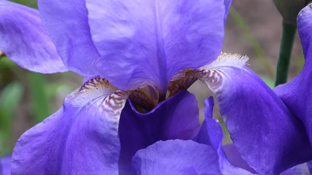 Blue irises closeup moving on the wind. Video footage HD static camera.