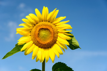 Sunflower Face First