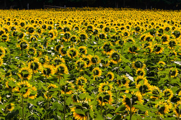 Sunflower Field from Behind