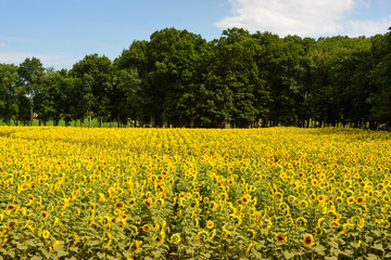 Sunflower Field Lined with Trees