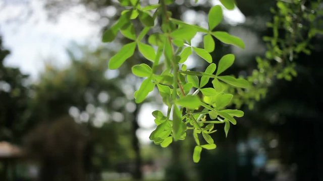 Natural background with fresh green leaves. Lumpini park, Bangkok, Thailand.