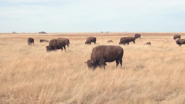 Close up herd of big buffalos pasturing on a dry grassland prairie on sunny day in hot summer